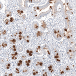 MUC2 Monoclonal Antibody (CL9148)