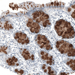 MUC2 Antibody in Immunohistochemistry (Paraffin) (IHC (P))