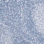 Osteopontin Antibody in Immunohistochemistry (Paraffin) (IHC (P))