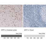 Osteopontin Monoclonal Antibody (CL10686)