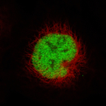 MSH2 Monoclonal Antibody (CL13724)