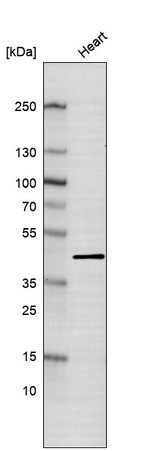 Cardiac Troponin T Antibody in Western Blot (WB)