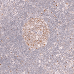 BCL6 Antibody in Immunohistochemistry (Paraffin) (IHC (P))