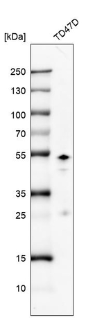 GATA3 Antibody in Western Blot (WB)