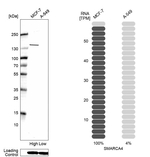BRG1 Antibody in Western Blot (WB)