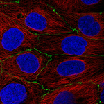 Occludin Monoclonal Antibody (CL1555)
