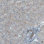 Occludin Antibody in Immunohistochemistry (Paraffin) (IHC (P))