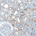 Occludin Antibody in Immunohistochemistry (Paraffin) (IHC (P))