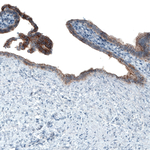 Occludin Antibody in Immunohistochemistry (Paraffin) (IHC (P))