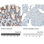 Occludin Antibody in Immunohistochemistry (Paraffin) (IHC (P))