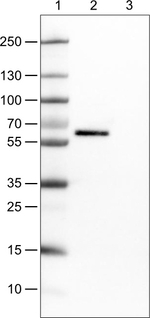 Occludin Antibody in Western Blot (WB)