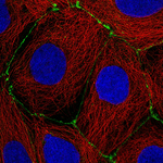 Occludin Monoclonal Antibody (CL1608)