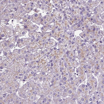 Occludin Antibody in Immunohistochemistry (Paraffin) (IHC (P))
