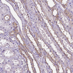 Occludin Antibody in Immunohistochemistry (Paraffin) (IHC (P))