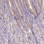 Occludin Antibody in Immunohistochemistry (Paraffin) (IHC (P))
