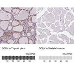 Occludin Antibody in Immunohistochemistry (Paraffin) (IHC (P))