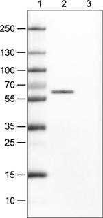 Occludin Antibody in Western Blot (WB)