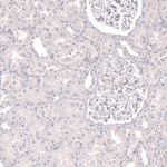 Myeloperoxidase Antibody in Immunohistochemistry (Paraffin) (IHC (P))
