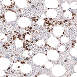 Myeloperoxidase Antibody in Immunohistochemistry (Paraffin) (IHC (P))