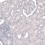 Myeloperoxidase Antibody in Immunohistochemistry (Paraffin) (IHC (P))