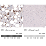Myeloperoxidase Monoclonal Antibody (CL14991)