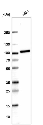 Myeloperoxidase Antibody in Western Blot (WB)
