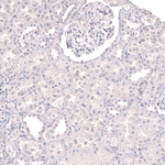 Myeloperoxidase Antibody in Immunohistochemistry (Paraffin) (IHC (P))