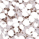 Myeloperoxidase Antibody in Immunohistochemistry (Paraffin) (IHC (P))