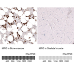 Myeloperoxidase Monoclonal Antibody (CL15002)