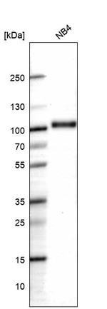 Myeloperoxidase Antibody in Western Blot (WB)