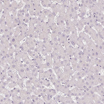 PODXL Antibody in Immunohistochemistry (Paraffin) (IHC (P))