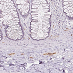PODXL Antibody in Immunohistochemistry (Paraffin) (IHC (P))