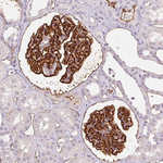 PODXL Antibody in Immunohistochemistry (Paraffin) (IHC (P))