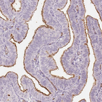 PODXL Antibody in Immunohistochemistry (Paraffin) (IHC (P))