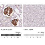 PODXL Antibody in Immunohistochemistry (Paraffin) (IHC (P))