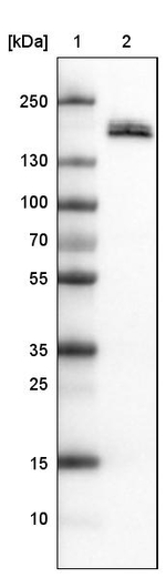 PODXL Antibody in Western Blot (WB)