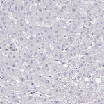 PODXL Antibody in Immunohistochemistry (Paraffin) (IHC (P))