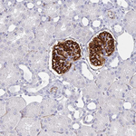 PODXL Antibody in Immunohistochemistry (Paraffin) (IHC (P))