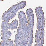 PODXL Antibody in Immunohistochemistry (Paraffin) (IHC (P))