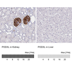 PODXL Monoclonal Antibody (CL0308)