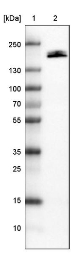 PODXL Antibody in Western Blot (WB)