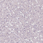 PODXL Antibody in Immunohistochemistry (Paraffin) (IHC (P))