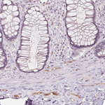 PODXL Antibody in Immunohistochemistry (Paraffin) (IHC (P))