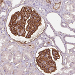 PODXL Antibody in Immunohistochemistry (Paraffin) (IHC (P))
