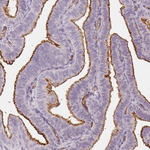 PODXL Antibody in Immunohistochemistry (Paraffin) (IHC (P))