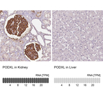 PODXL Monoclonal Antibody (CL0285)