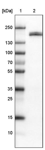 PODXL Antibody in Western Blot (WB)