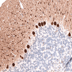 Calbindin D28K Antibody in Immunohistochemistry (Paraffin) (IHC (P))