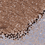 Calbindin D28K Antibody in Immunohistochemistry (Paraffin) (IHC (P))