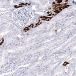 Calbindin D28K Antibody in Immunohistochemistry (Paraffin) (IHC (P))